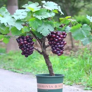 Arctic Red Grapes Seeds🍇Resistant to -40°C🪴Buy 3 Get 1 Free