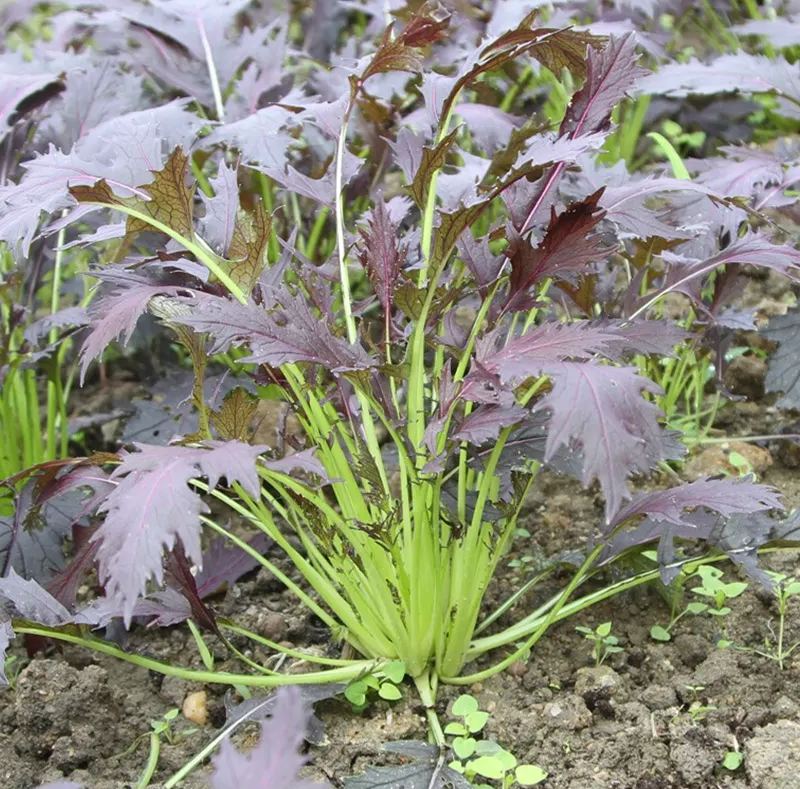 Mizuna Red Japenese Mustard Seeds