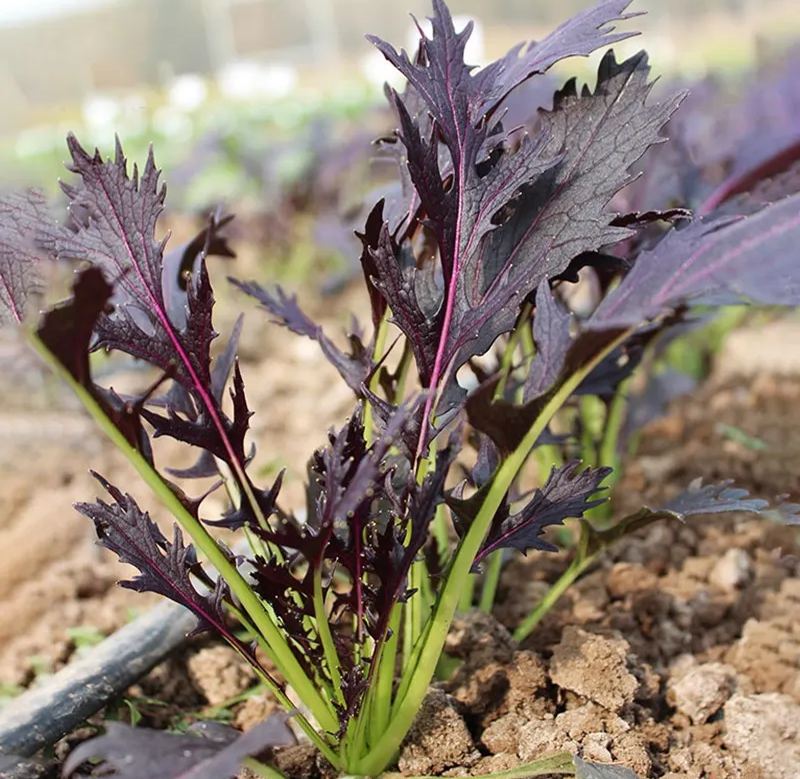 Mizuna Red Japenese Mustard Seeds