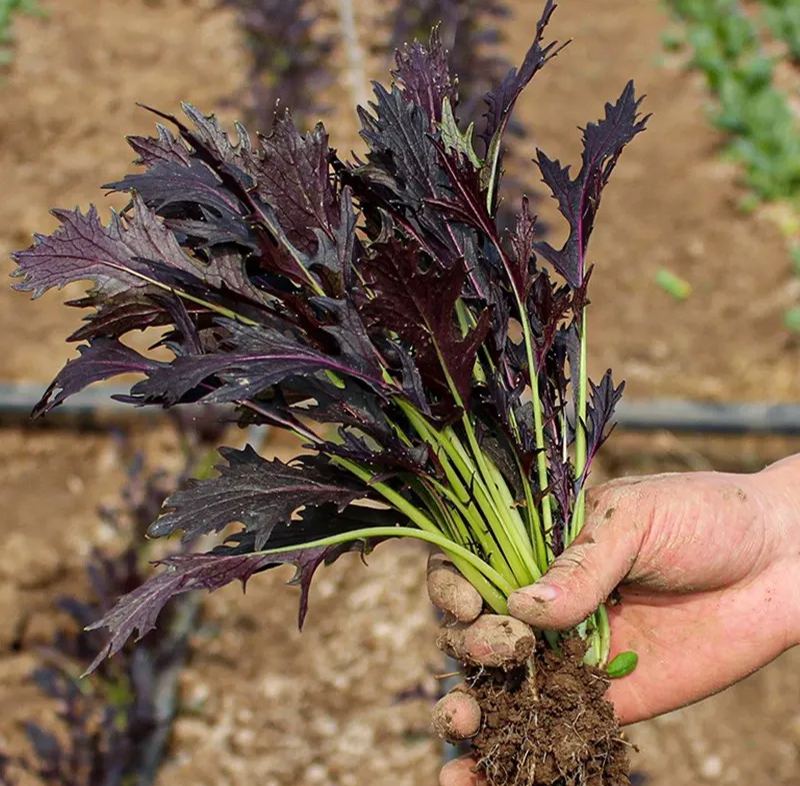 Mizuna Red Japenese Mustard Seeds