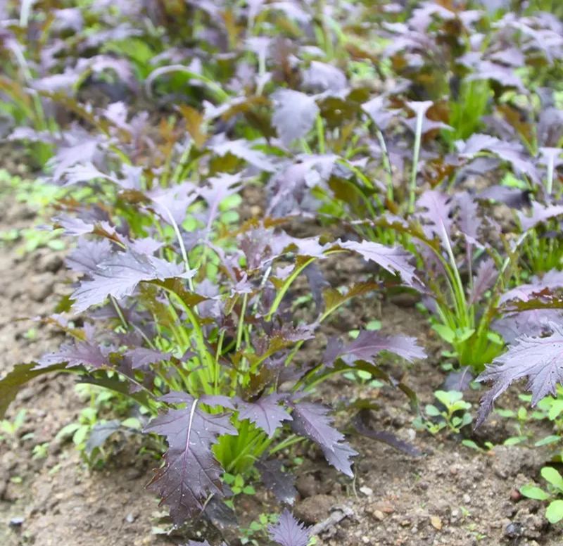 Mizuna Red Japenese Mustard Seeds