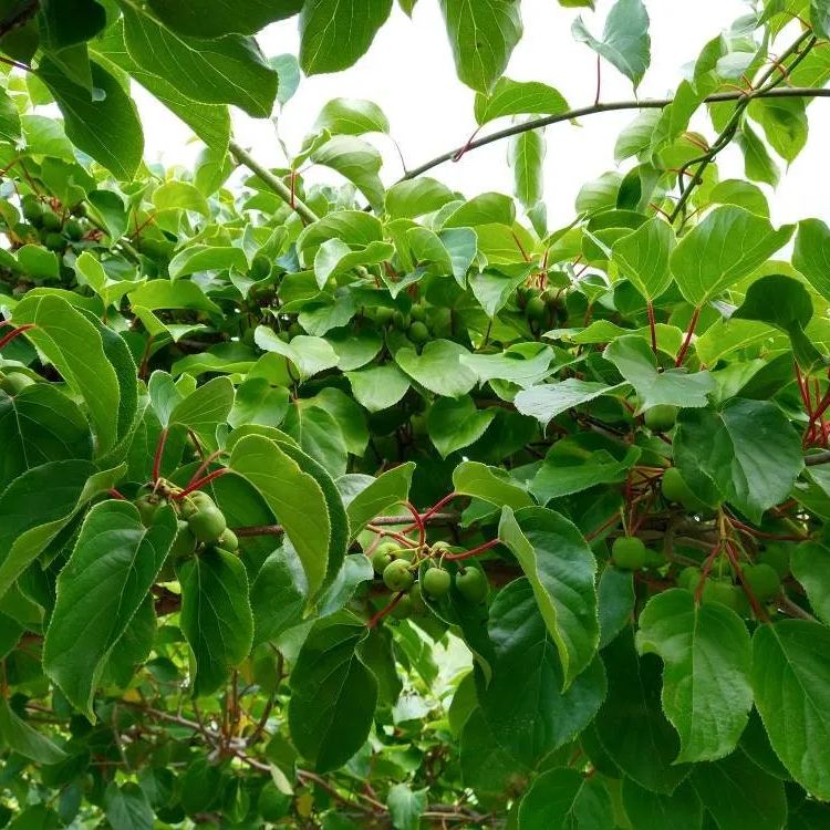 Mini Kiwi Berry Seeds Miniature Kiwi Berry Hardy Actinidia Arguta Fruit Seeds