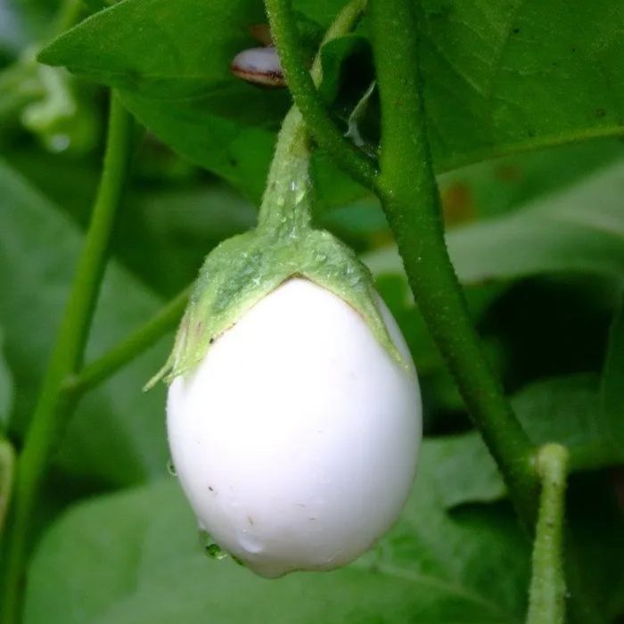 White Egg Aubergine