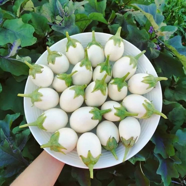 White Egg Aubergine