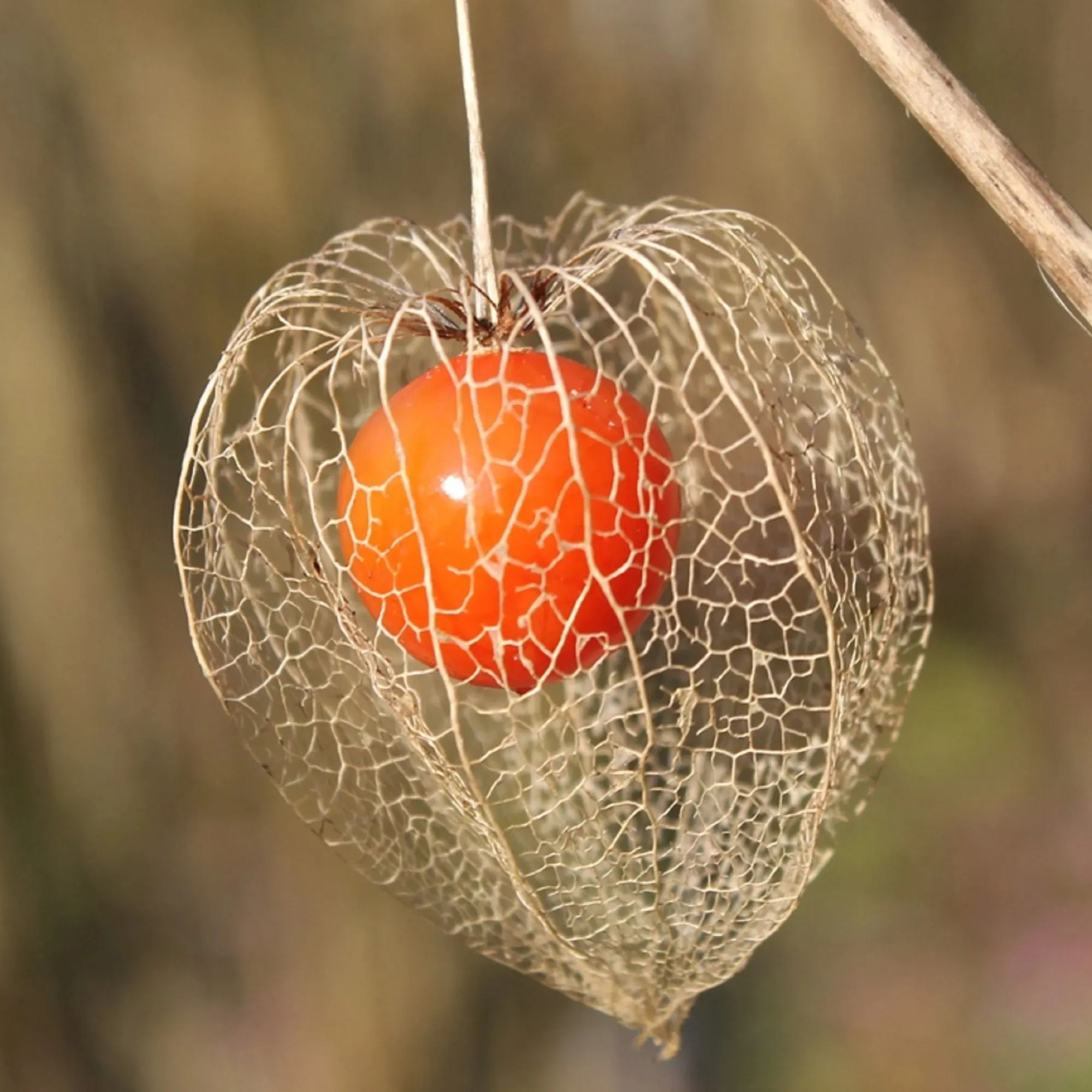 Winter Ground Cherry Seeds-Strawberry Ground Cherry-Physalis alkekengi - Chinese Lantern Seeds