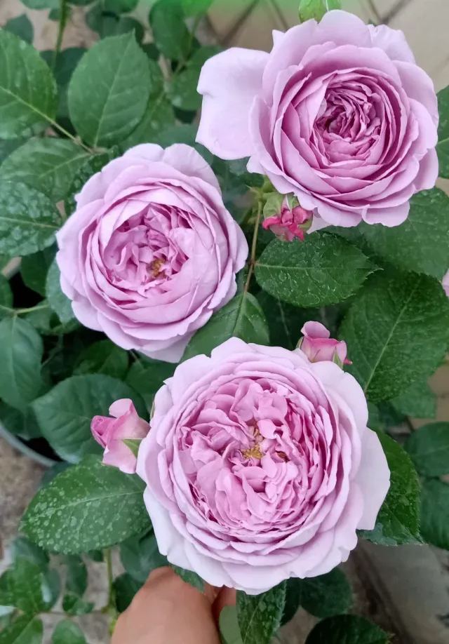 Rare Multi-Color Rose Seeds🌹🎨