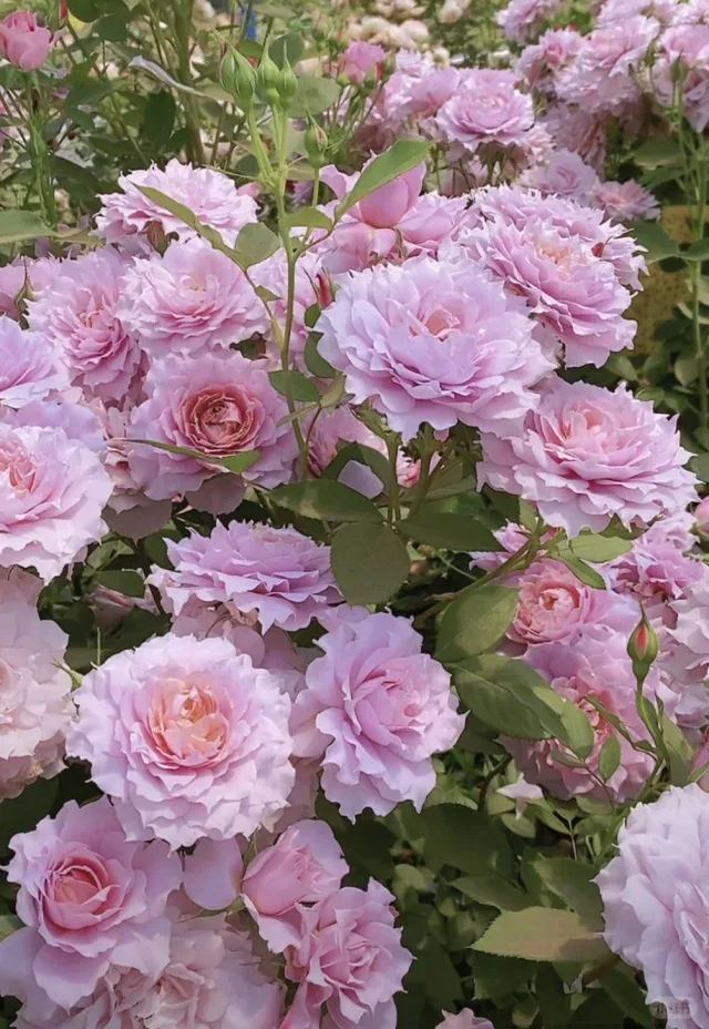 Rare Multi-Color Rose Seeds🌹🎨