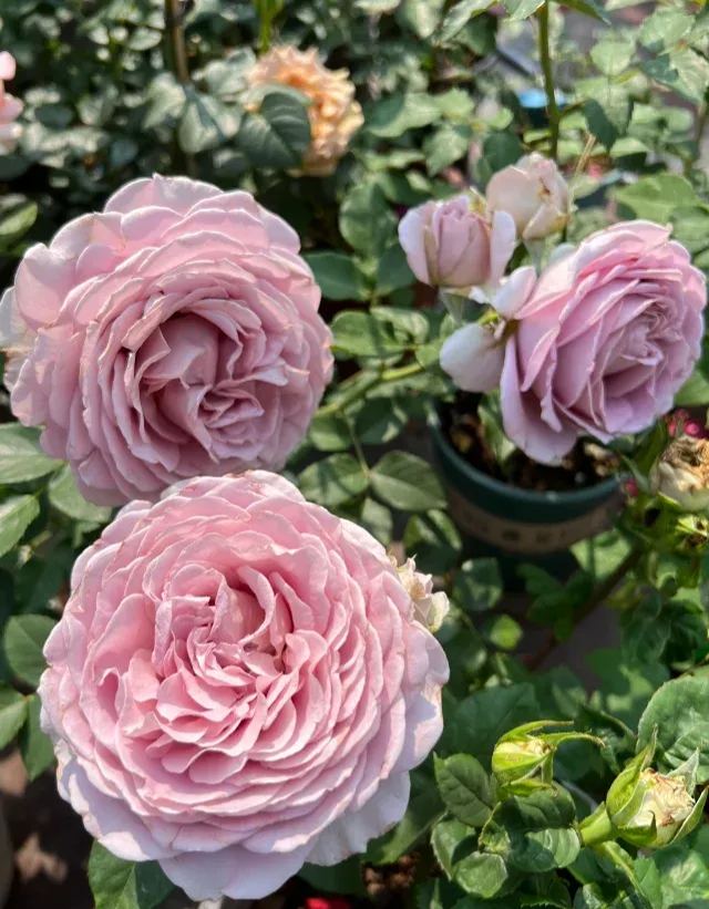 Rare Multi-Color Rose Seeds🌹🎨