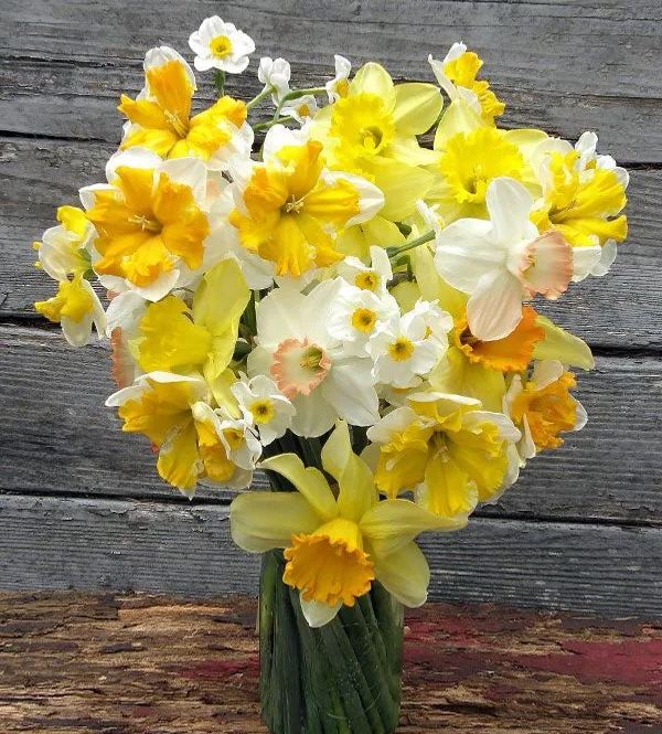 Mixed Assortment Daffodil Bulbs
