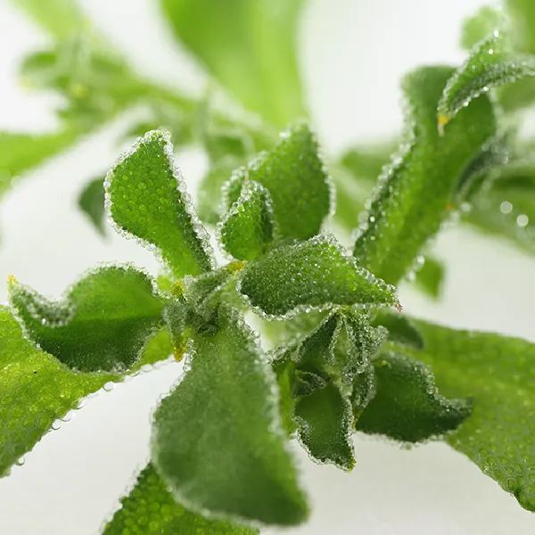 Organic Crystalline Iceplant❄️-Enjoy Natural salty flavor