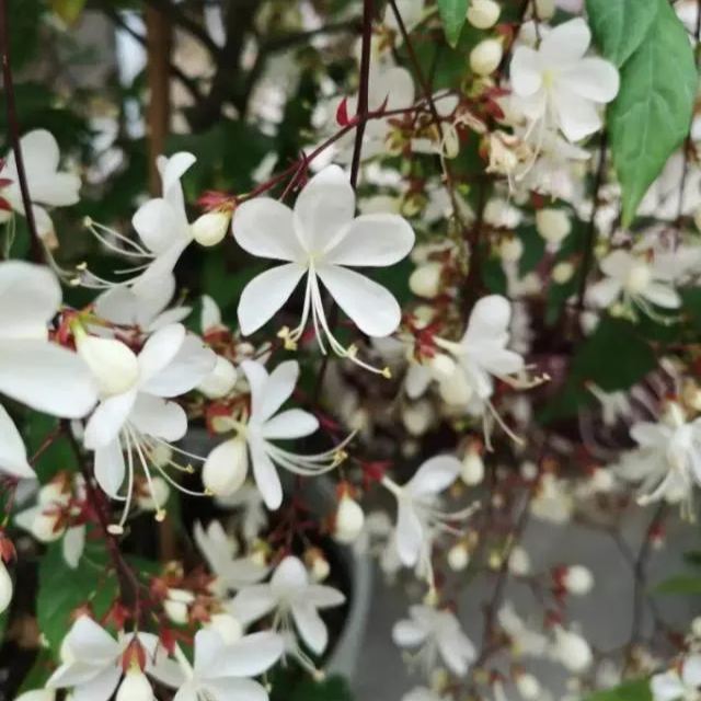 Trailing Jasmine Flowers Seeds