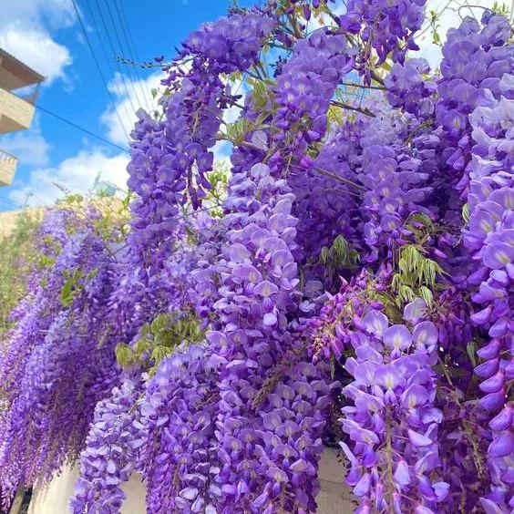 Wisteria Seeds