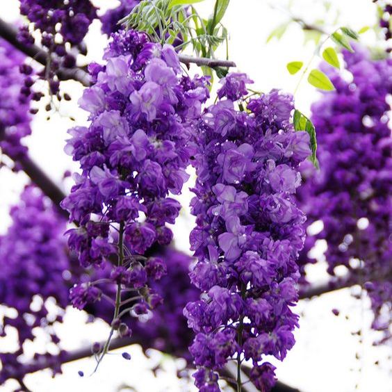 Wisteria Seeds