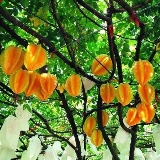 Four Seasons Sweet Star Fruit Seeds
