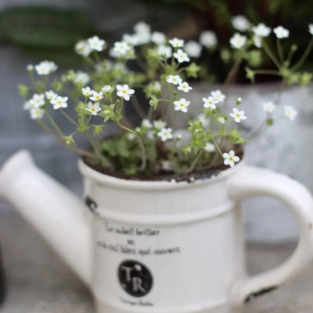 💐Bright As Stars-Androsace Umbellata Seeds