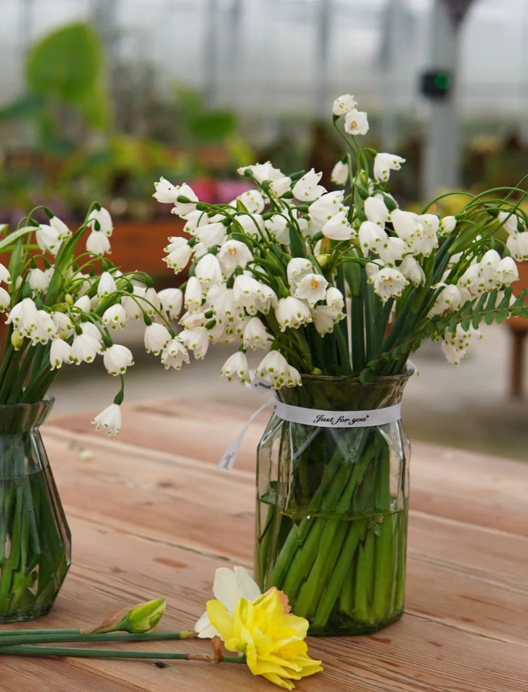 Snowdrop Haven🌼Pure Beauty, Fresh Starts