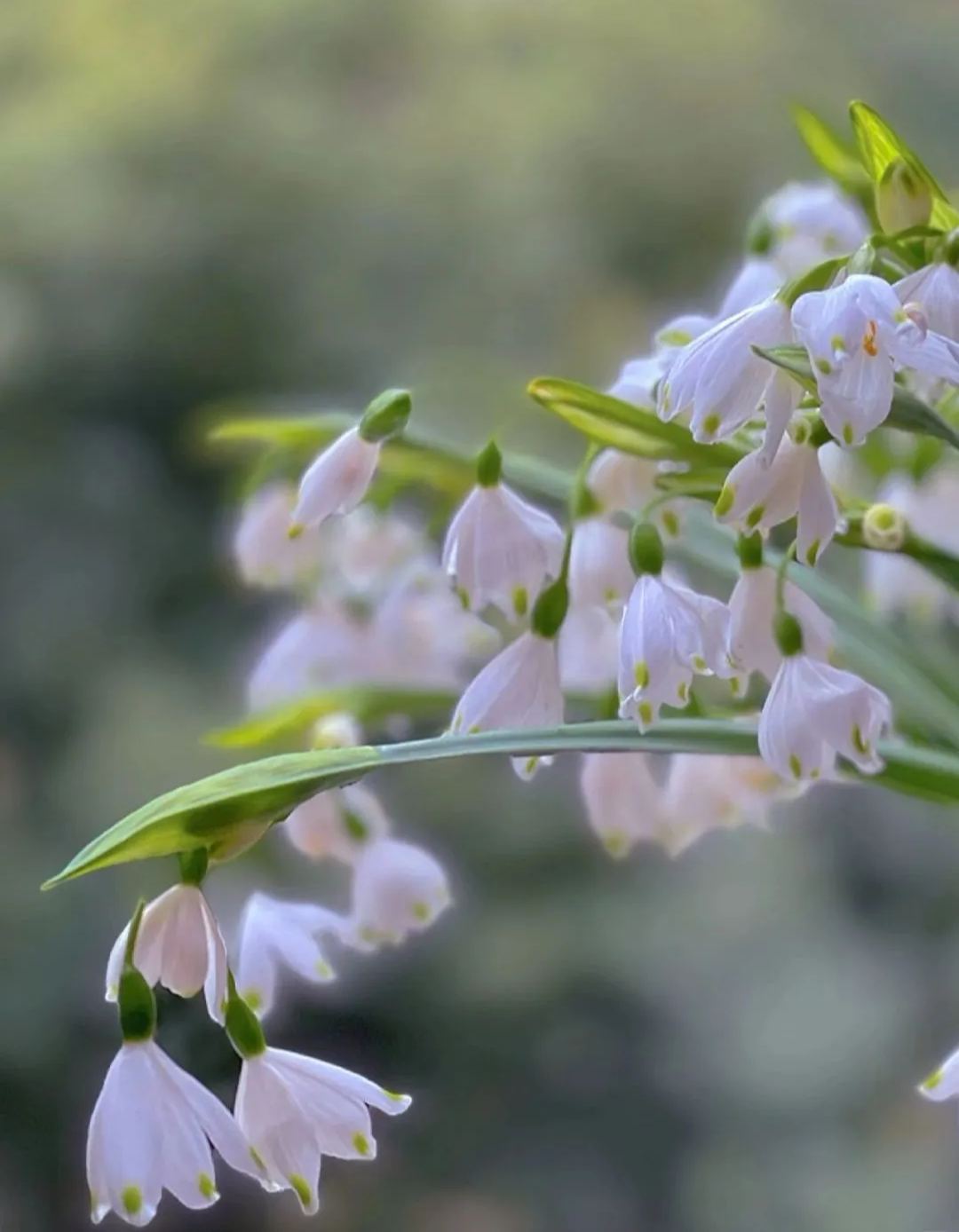 Snowdrop Haven🌼PureBeauty, Fresh Starts