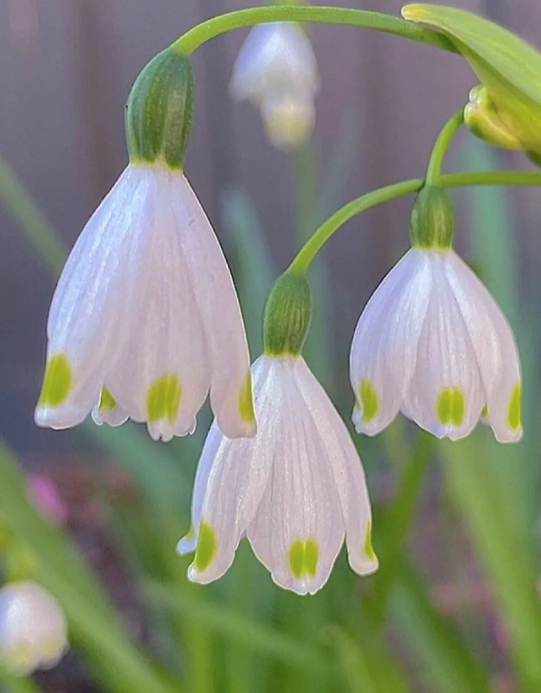Snowdrop Haven🌼PureBeauty, Fresh Starts
