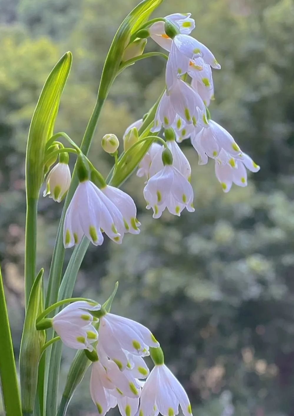 Snowdrop Haven🌼PureBeauty, Fresh Starts