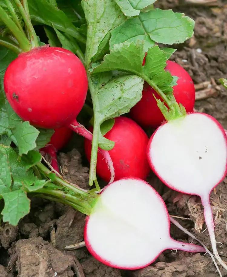 20 Day Miracle Grow Organic Cherry Radish🍒