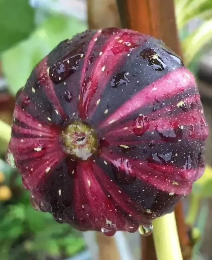 Fig Tree Seeds (Ficus carica), Sweet Fruit Shrub