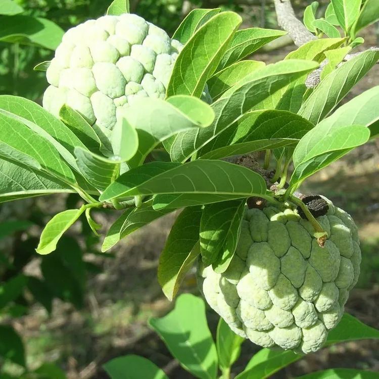 Sugar Apple Seeds