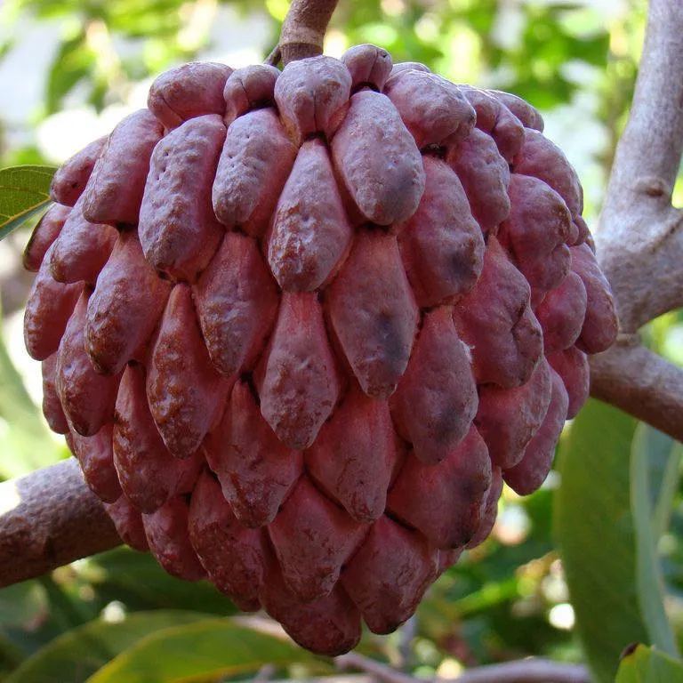 Sugar Apple Seeds