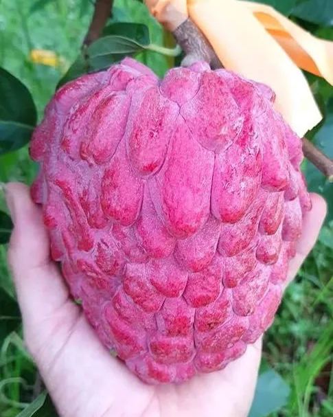 Sugar Apple Seeds