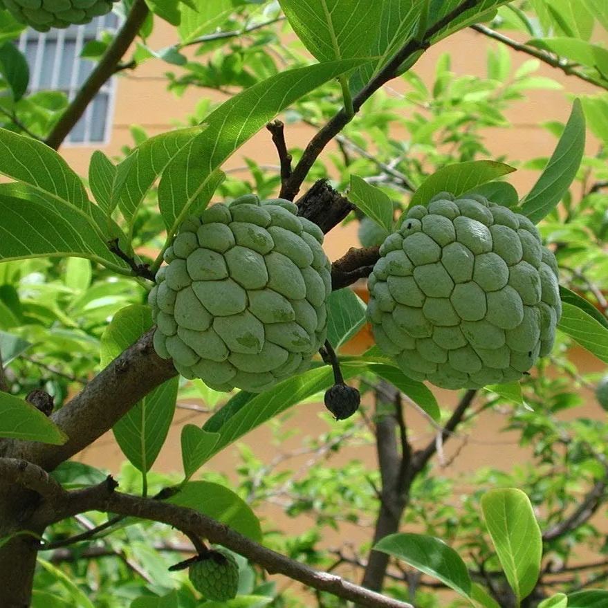 Sugar Apple Seeds