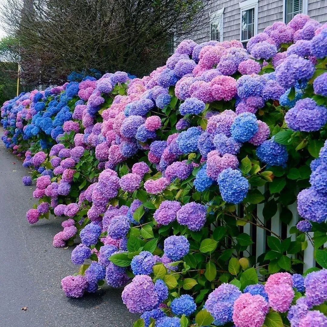 💙100 Pcs Hydrangea Seed Bonsai Flower Seeds ☀️Hydrangea Perennial Garden Home