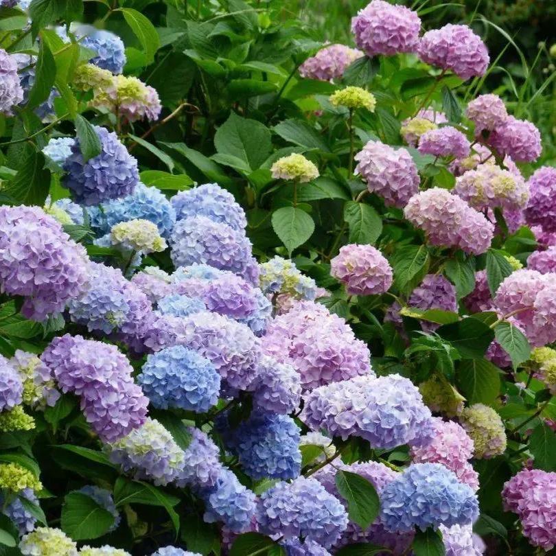 💙100 Pcs Hydrangea Seed Bonsai Flower Seeds ☀️Hydrangea Perennial Garden Home