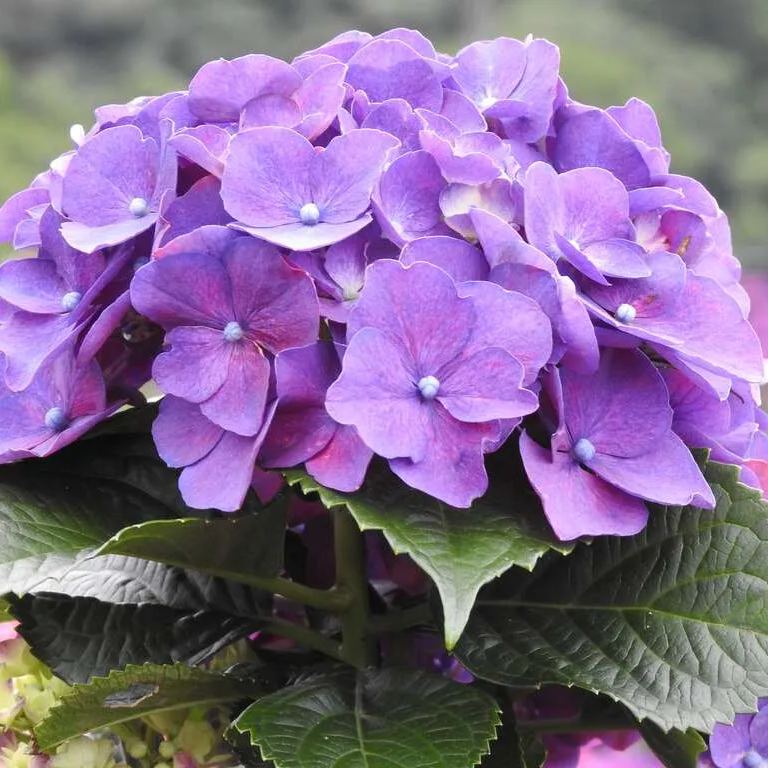 💙100 Pcs Hydrangea Seed Bonsai Flower Seeds ☀️Hydrangea Perennial Garden Home
