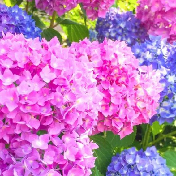 💙100 Pcs Hydrangea Seed Bonsai Flower Seeds ☀️Hydrangea Perennial Garden Home
