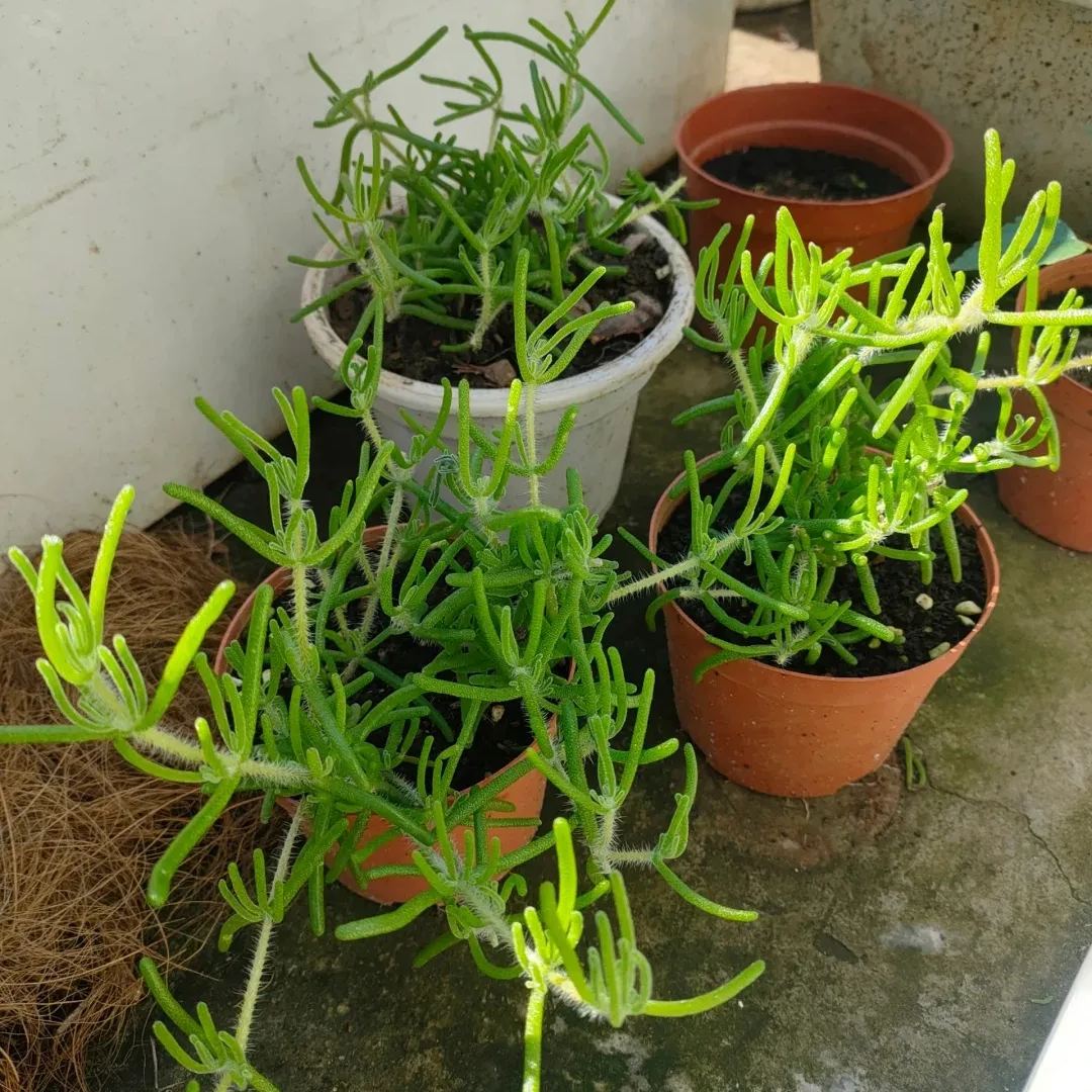 Organic Fresh Sea Purslane（Crystalline Iceplant）