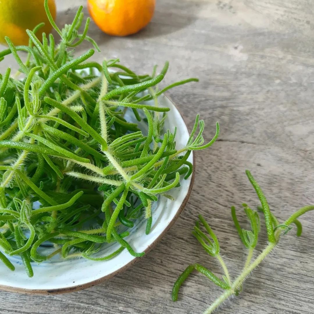 Organic Fresh Sea Purslane（Crystalline Iceplant）