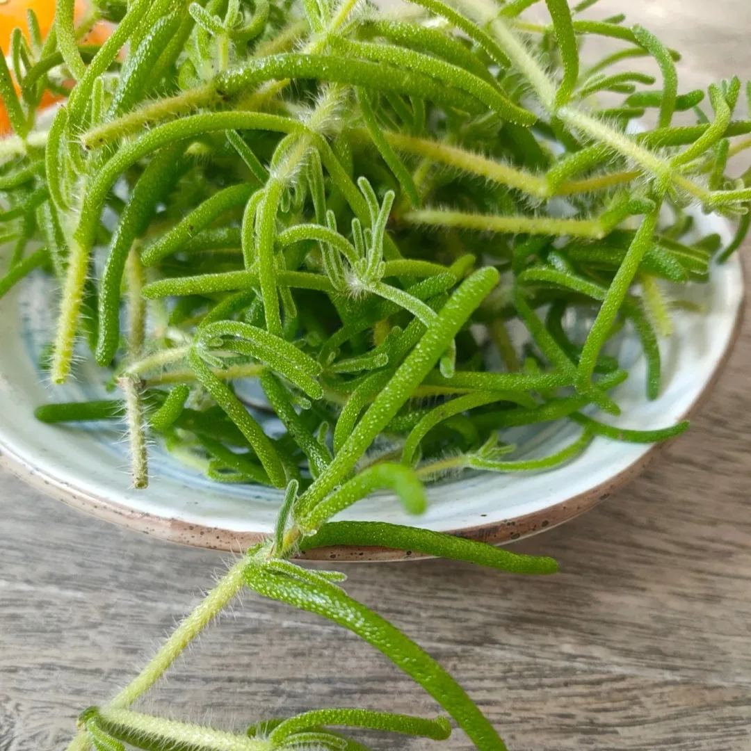 Organic Fresh Sea Purslane（Crystalline Iceplant）
