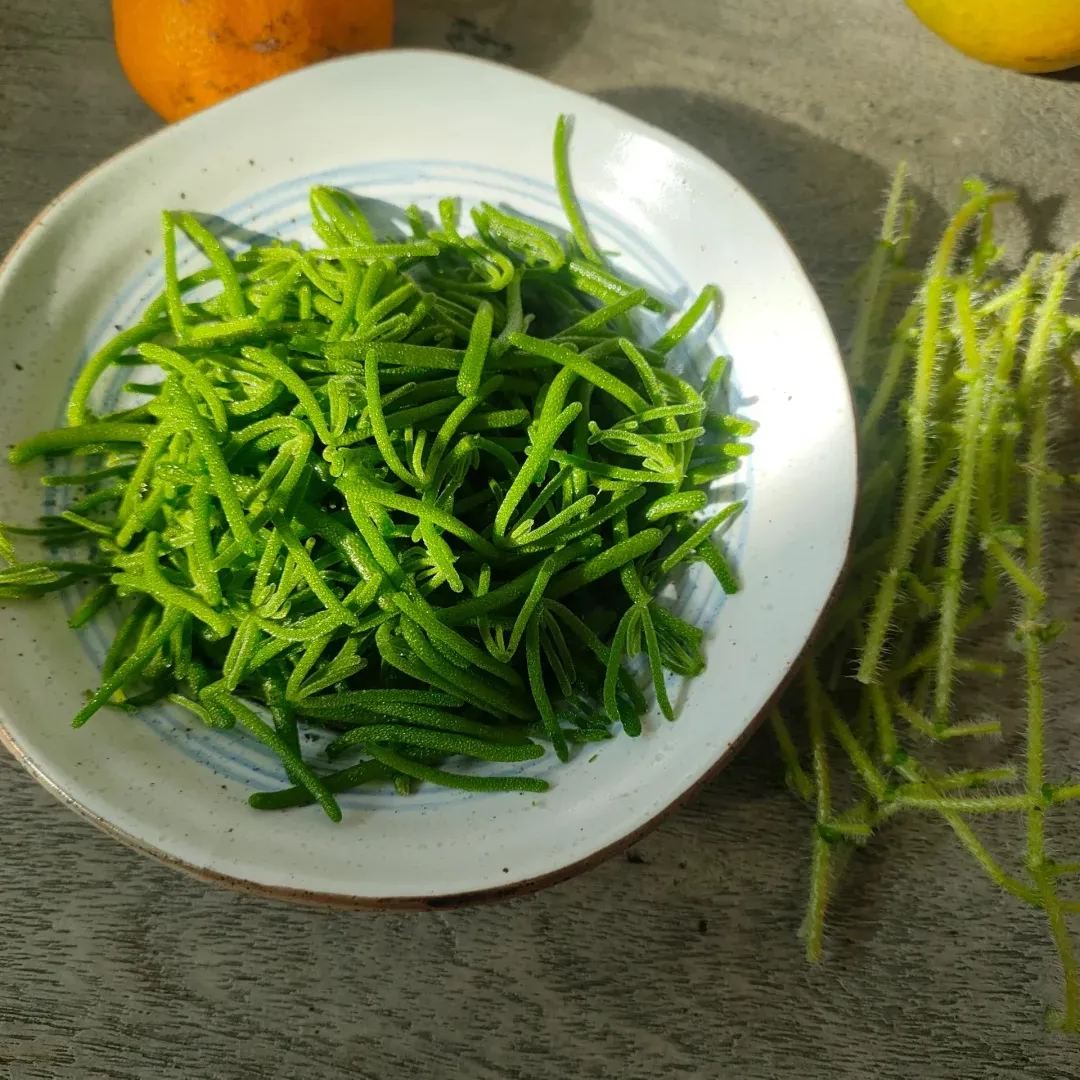 Organic Fresh Sea Purslane（Crystalline Iceplant）