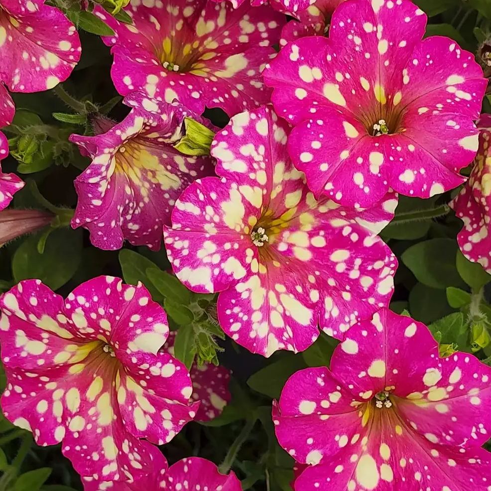Petunia Seeds