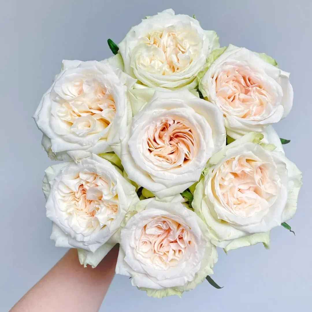 Fragrant Roses Seeds