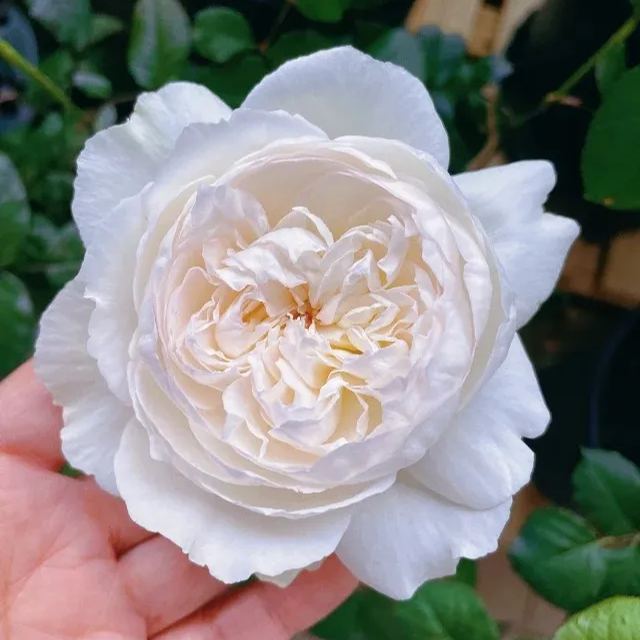 Fragrant Roses Seeds