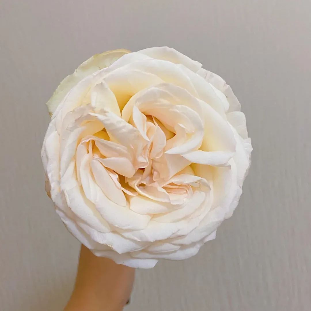 Fragrant Roses Seeds