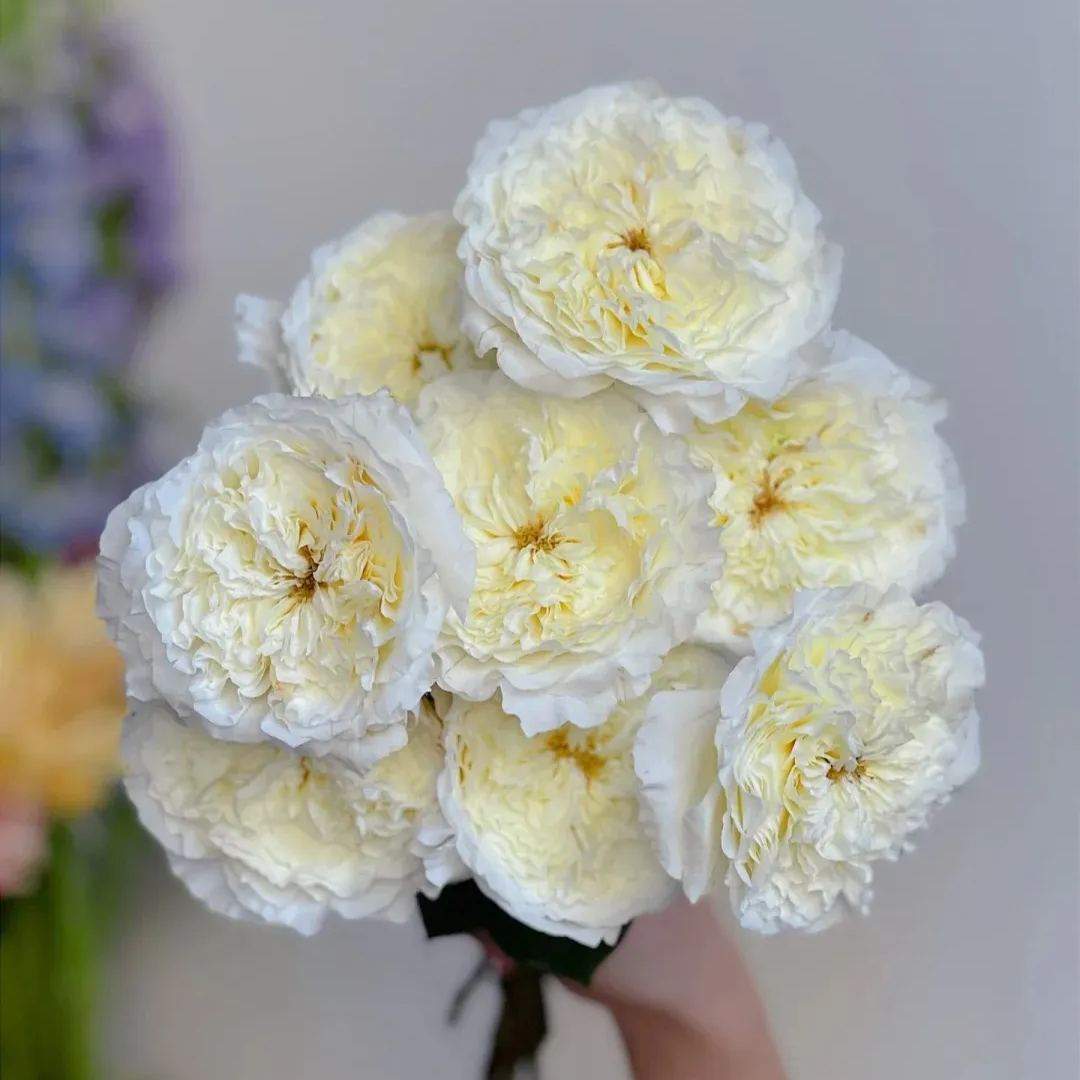 Fragrant Roses Seeds