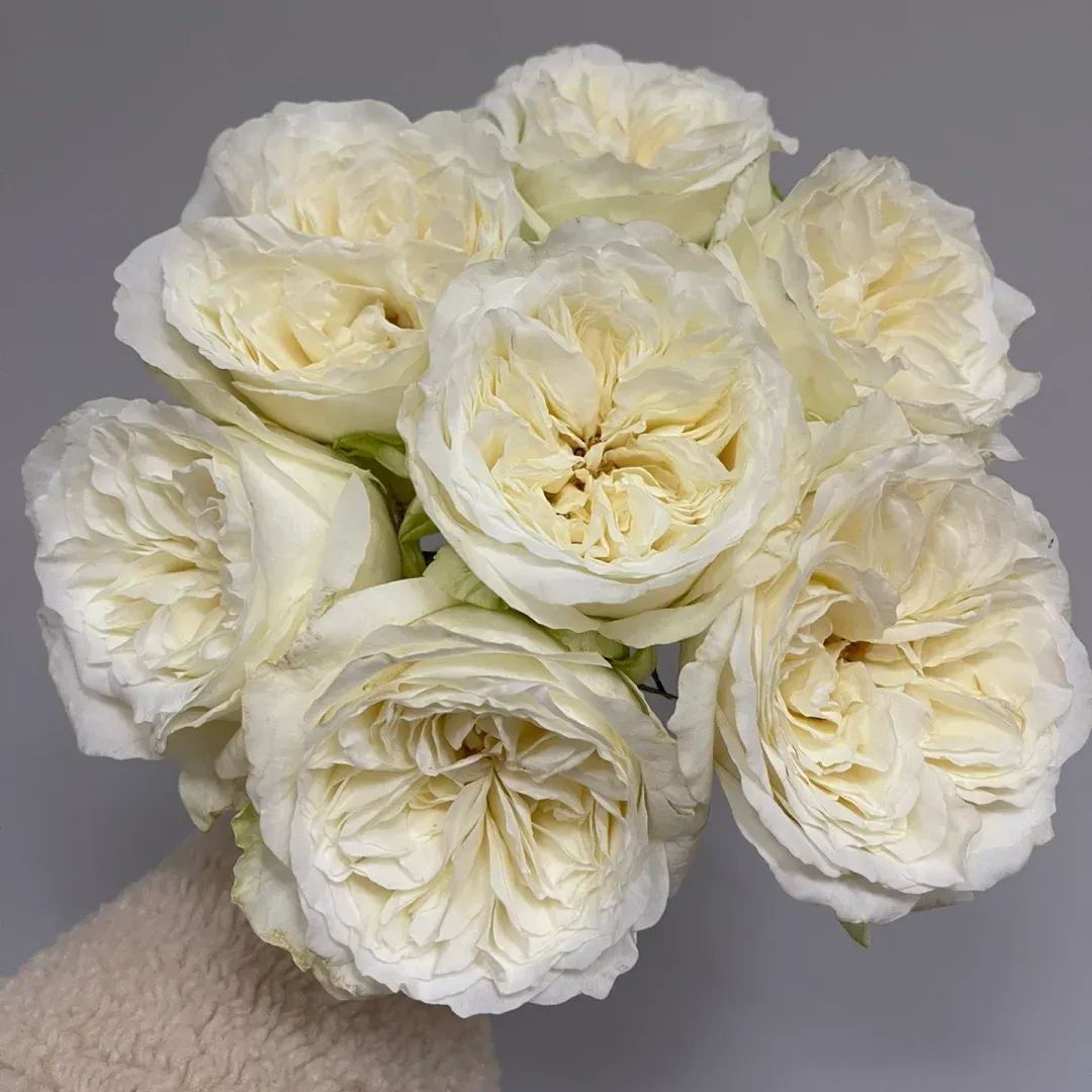 Fragrant Roses Seeds