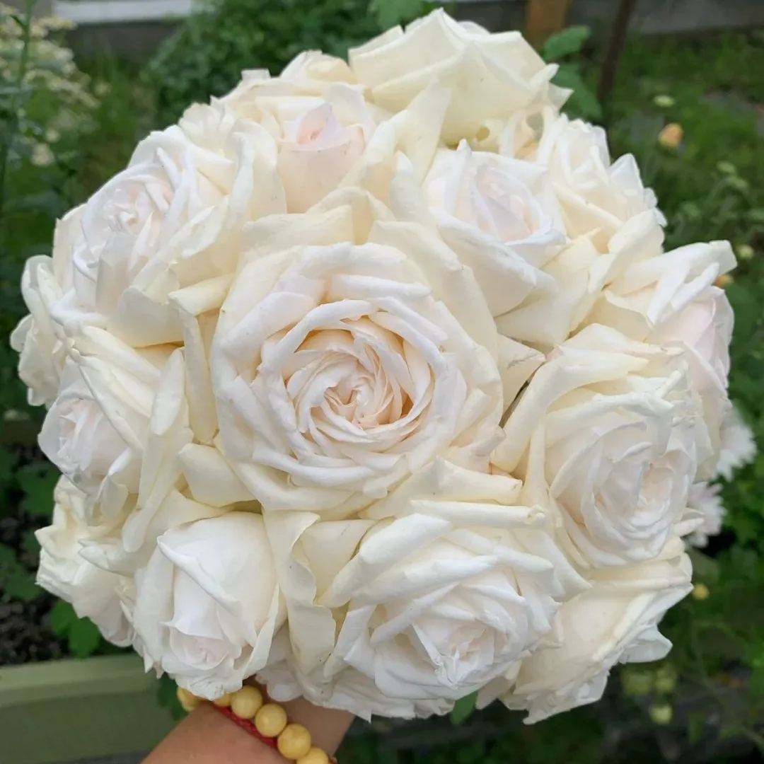 Fragrant Roses Seeds