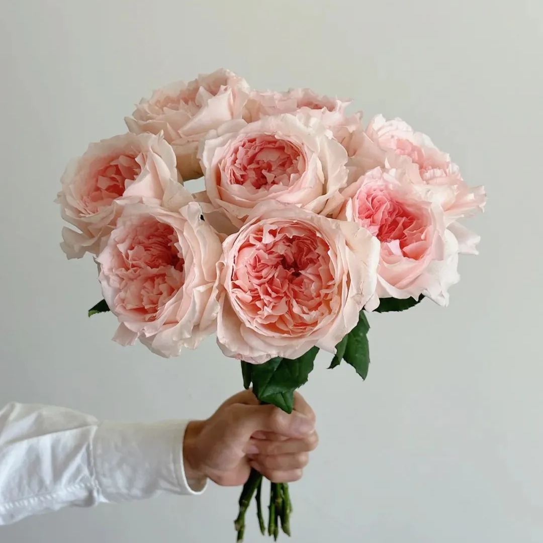 Fragrant Roses Seeds