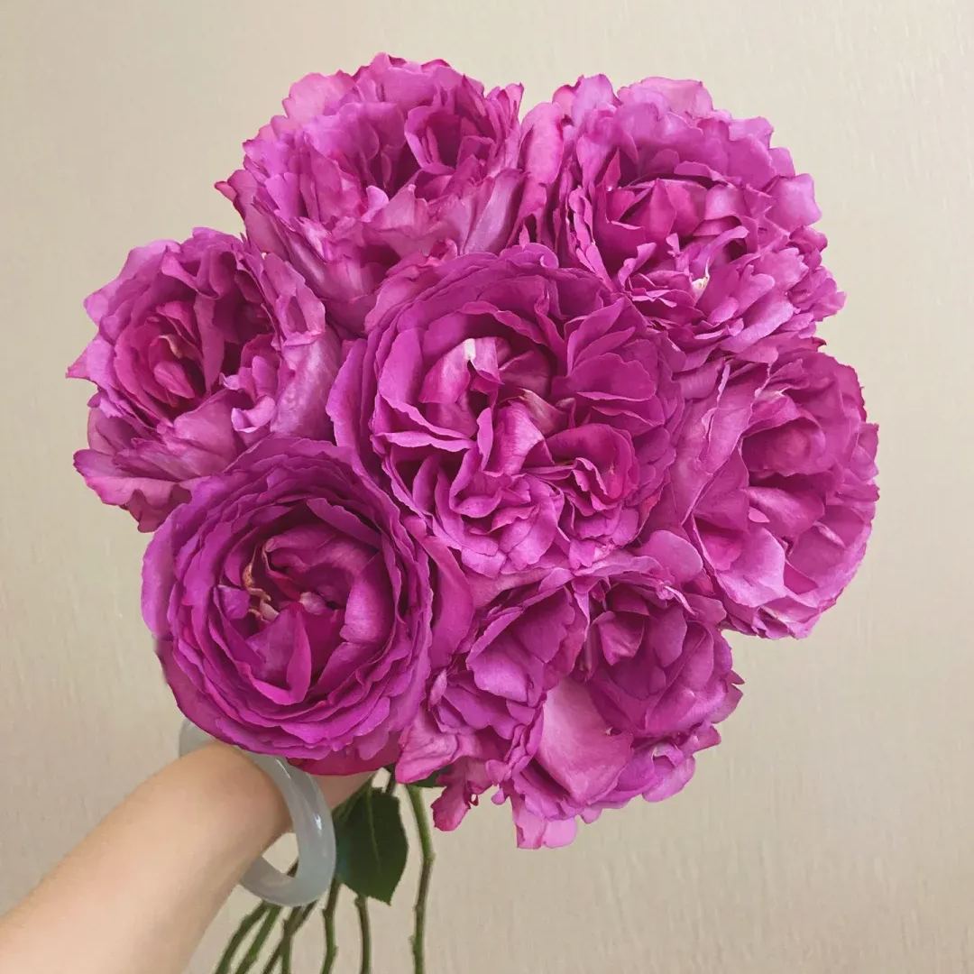 Fragrant Roses Seeds