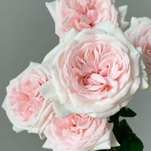 Fragrant Roses Seeds