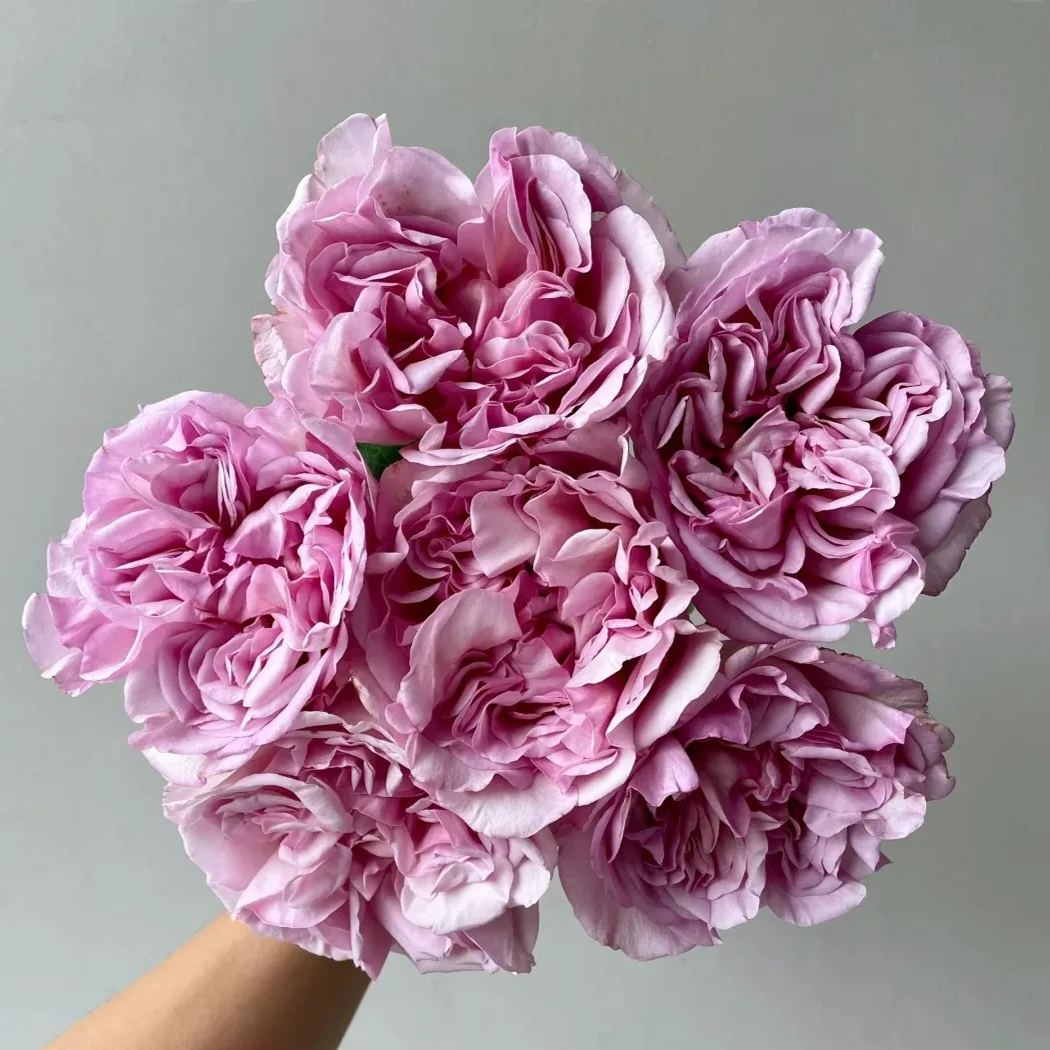 Fragrant Roses Seeds