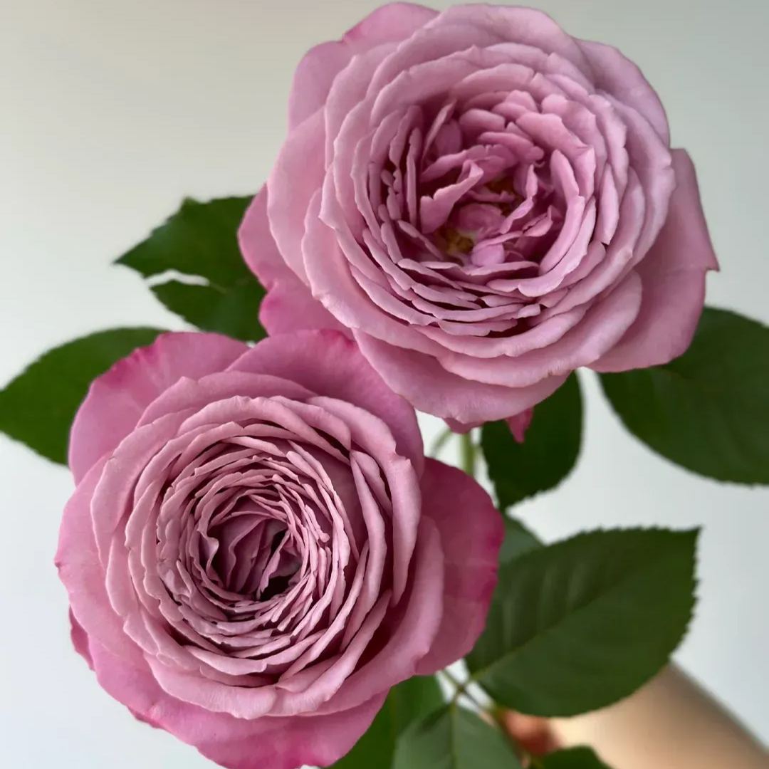 Fragrant Roses Seeds