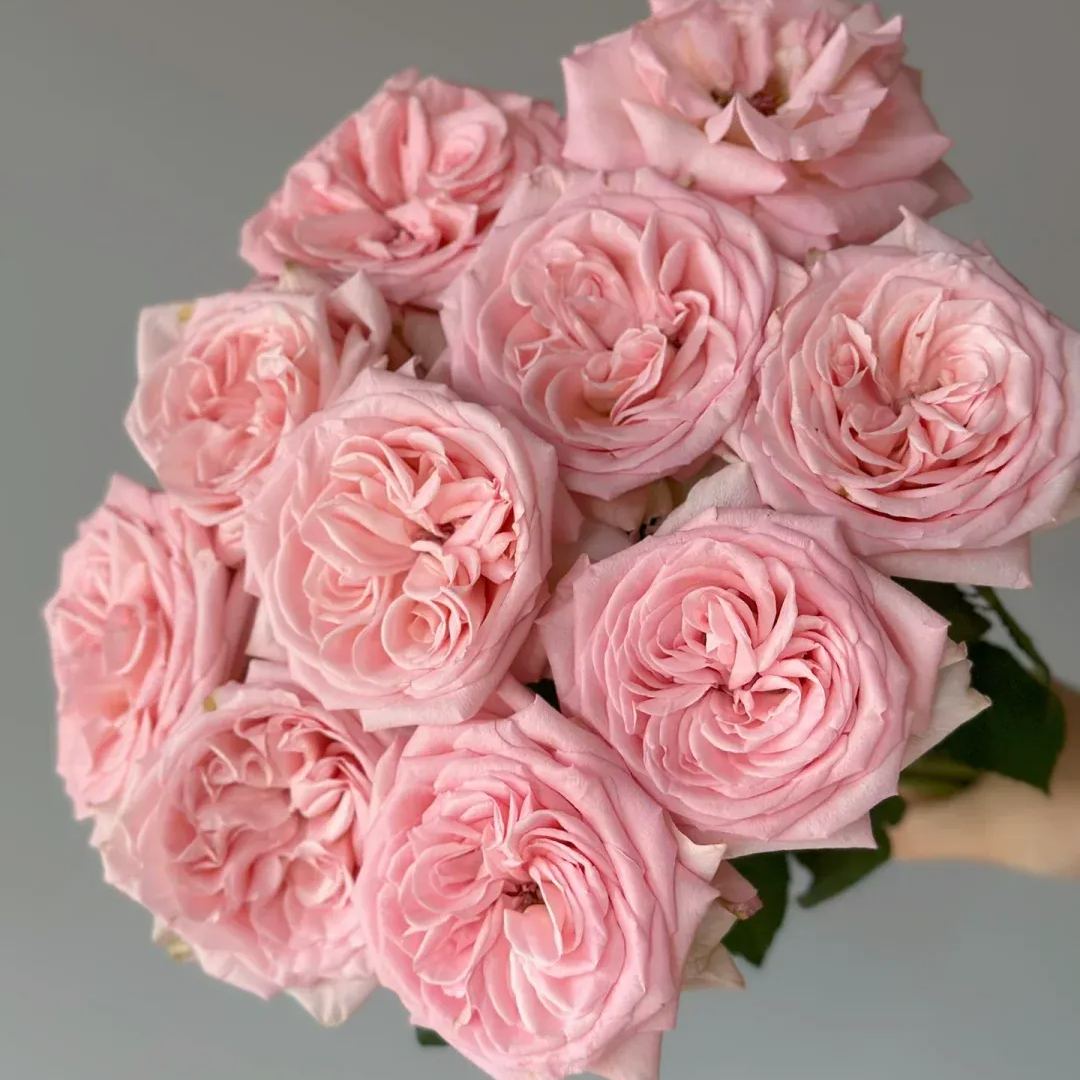 Fragrant Roses Seeds